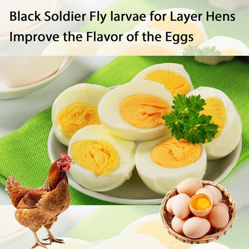 10LB-Pure Dried Black Soldier Fly Larvae Natural Non-GMO BSF Larvae for Chickens-More Calcium Than Mealworms
