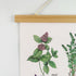 XIAOAIKA Aromatic Herbs Poster Wall Art Prints HD Vibrant Colorful Rustic Style of Herbs Wall Hanging Illustrative