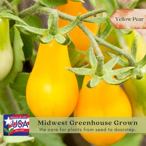 (2) 4" 8" 4" Inch Clovers Yellow Pear Tomato Plants Two Live Plants Non-GMO - Not Seeds - Each to Tall in Pots