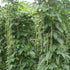 VAACNEE 30+ MOCCUROD Yard Long Bean Seeds Asian Vegetable Long Bean String Beans Productive USA