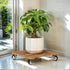 Idzo 2-Pack 12 Inch Acacia Wood Rolling Square Plant Caddy for Plant