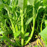 500+ Kong Xin CAI Vegetable Seeds Water Spinach Kangkong Delicious Vegetable Seeds for Green Leaf Planting Garden