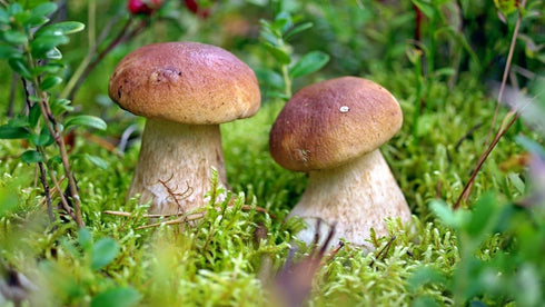 SeedsUP 100+ Porcini Mushrooms Boletus Mycelium Spawn Spores - Mushroom Brown