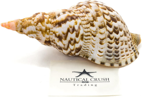Conch Shell Decor - Large Triton Sea Shell 8-9" for Decoration and Crafts - Magic Conch Shell