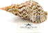 Conch Shell Decor - 7-8" Large Triton Sea Shell - Seashells for Decoration - Large Shells for Crafts - Magic Conch Shell