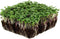 Bulk Salad Mix Microgreens Seeds 1 LB Non-GMO Blend of Broccoli, Kale,