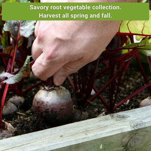 Packets Sow Right Seeds - Root Vegetable Collection for Planting - Individual of Beet, Carrot, Kohlrabi, Radish