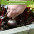 Packets Sow Right Seeds - Root Vegetable Collection for Planting - Individual of Beet, Carrot, Kohlrabi, Radish