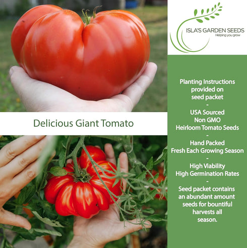 50+ 1 8595 Summer The Delicious Giant Beefsteak Tomato Seeds (Solanum lycopersicum) Heirloom Non-GMO Seeds by Islas