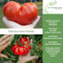 50+ 1 8595 Summer The Delicious Giant Beefsteak Tomato Seeds (Solanum lycopersicum) Heirloom Non-GMO Seeds by Islas