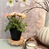 DEMULANS 3 Pack 5.9 Inch) Small Scalloped Wood Risers for Display ,Wooden Stands with Removable Feet Farmhouse Rustic