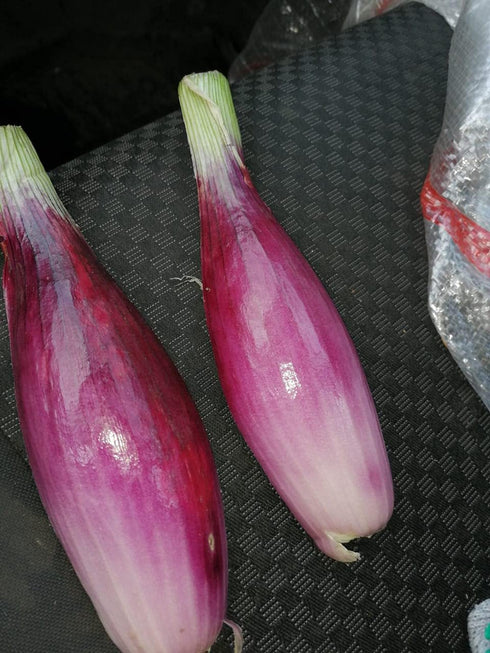 SeedsUA Seeds Red Shallot Onion Heirloom Vegetable for Planting Non GMO