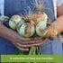 Sow Right Seeds - Long Day Onion Seed Collection for Planting - Yellow Sweet Spanish, Ringmaster, Ruby Red, Ailsa