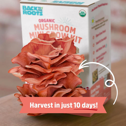 10 Back to The Roots Organic Pink Miniature Mushroom Grow Kit, Harvest Gourmet Mushrooms in Days