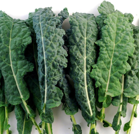 Seed Kingdom 1 Lb Kale Lacinato (AKA Dinosaur or Tuscan) Great Heirloom Vegetable Seeds