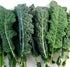 Seed Kingdom 1 Lb Kale Lacinato (AKA Dinosaur or Tuscan) Great Heirloom Vegetable Seeds