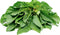 Liliana's Garden Green Leaf Amaranth Seeds Mild Chinese Spinach aka Xian Cai Amaranthus mangostanus
