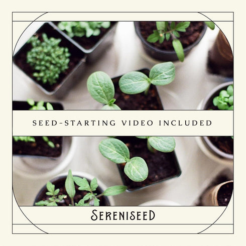 (20-Pack) Sereniseed Certified Organic Herb Seeds Non GMO, Heirloom Seed Starting Video