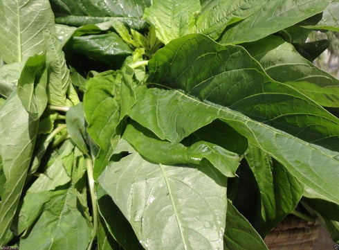amaranth 3000 Jamaican CALLALOO Seeds,West Indian,Chinese Spinach ,Organic, ,Heat Loving