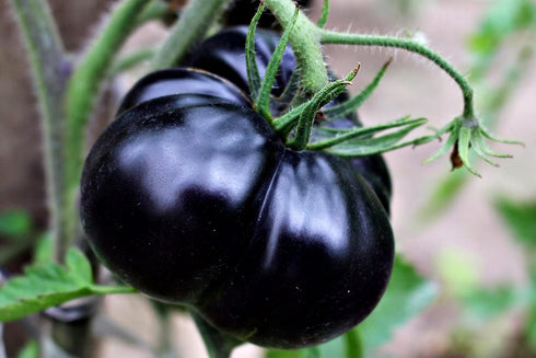 20 Rare Black Tomato Seeds for Planting Around Seeds