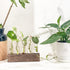 (5 KAXYEW Desktop Glass Plant Propagation Station Test Tube Plant Terrarium in Wooden Stand for Hydroponic Plants