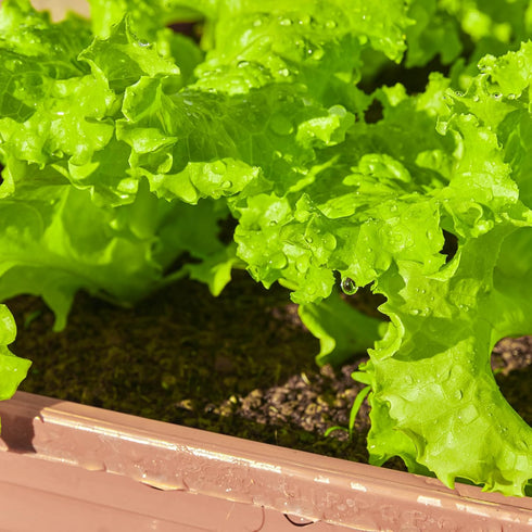 20,000+ 10 Lettuce Seeds, Heirloom Vegetable Seed for Planting Indoor Outdoor, Varieties of Fresh Salad Greens