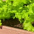 20,000+ 10 Lettuce Seeds, Heirloom Vegetable Seed for Planting Indoor Outdoor, Varieties of Fresh Salad Greens