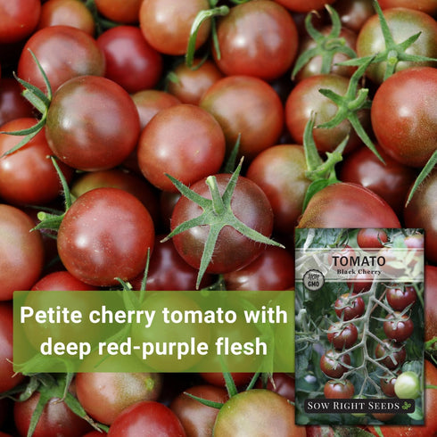 Packet (1) Sow Right Seeds - Black Cherry Tomato Seeds for Planting - Non-GMO Heirloom with Instructions to Plant a