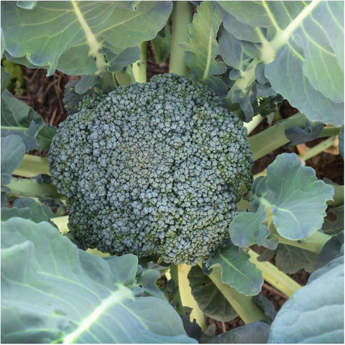 500 Broccoli Green Sprouting Calabrese Seeds (Brassica oleracea) Non GMO - Heirloom - Open Pollinated