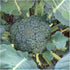 500 Broccoli Green Sprouting Calabrese Seeds (Brassica oleracea) Non GMO - Heirloom - Open Pollinated