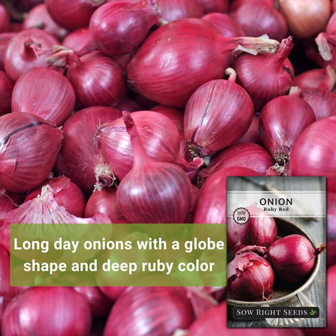 Packet Sow Right Seeds - Ruby Red Onion Seeds for Planting - Non-GMO Heirloom with Instructions to Plant a Home