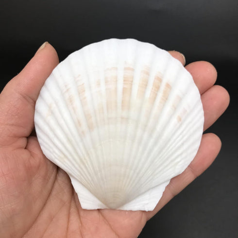 PEPPERLONELY 8 PC Large Great Scallop Sea Shells, Irish Baking Shells, 3 Inch ~ 4 Inch