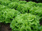 Green Oak Leaf (Oakleaf) Heirloom Lettuce Seeds- 1,000+ Seeds