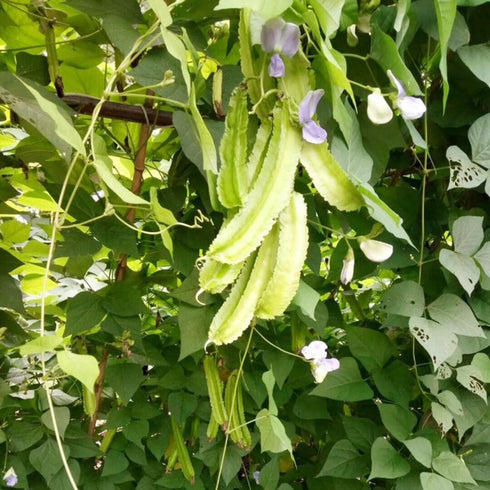 100+ Winged Bean Seeds Four Angled Bean Manila Bean King Shire Winged Bean Dragon Bean Vine Home Gardening Seeds
