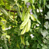 100+ Winged Bean Seeds Four Angled Bean Manila Bean King Shire Winged Bean Dragon Bean Vine Home Gardening Seeds