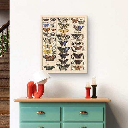 Meishe Vintage Butterflies Insects Art Poster Print, Butterfly Breeds Collection Species Identification Chart