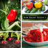 Sow Right Seeds - Classic Vegetable Garden Seed Collection for Planting - Non-GMO Heirloom Broccoli, Cabbage, Carrot