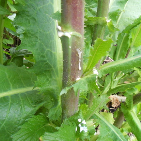 Palm Beach Medicinal Herbs - Wild Lettuce (Lactuca virosa) - Packet of
