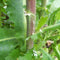 Palm Beach Medicinal Herbs - Wild Lettuce (Lactuca virosa) - Packet of