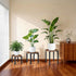 3-Pack 5" -12" Amaoot Plant Stands Indoor, Plant Flower Display Shelf, Heavy Duty Flower Pot Stands for Multiple Plant