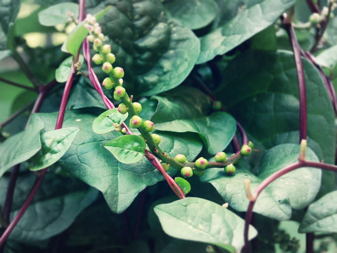 Stemmed 93% Gaea's Blessing Seeds - Red Malabar Spinach Seeds - Non-GMO Seeds with Easy to Follow Planting Instructions