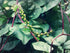 Stemmed 93% Gaea's Blessing Seeds - Red Malabar Spinach Seeds - Non-GMO Seeds with Easy to Follow Planting Instructions