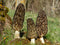 SEEDS4PLANTING Spores Black Morel Mushrooms Seeds Mycelium Spawn Grow Bonsai Dried Non GMO