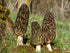SEEDS4PLANTING Spores Black Morel Mushrooms Seeds Mycelium Spawn Grow Bonsai Dried Non GMO