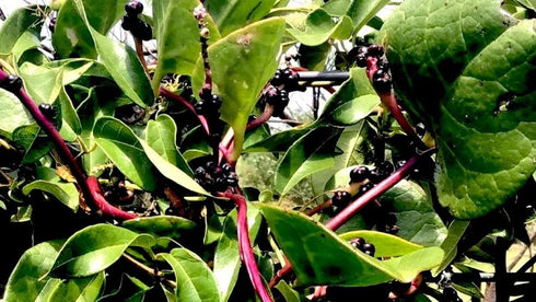 Stemmed 93% Gaea's Blessing Seeds - Red Malabar Spinach Seeds - Non-GMO Seeds with Easy to Follow Planting Instructions