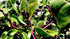 Stemmed 93% Gaea's Blessing Seeds - Red Malabar Spinach Seeds - Non-GMO Seeds with Easy to Follow Planting Instructions