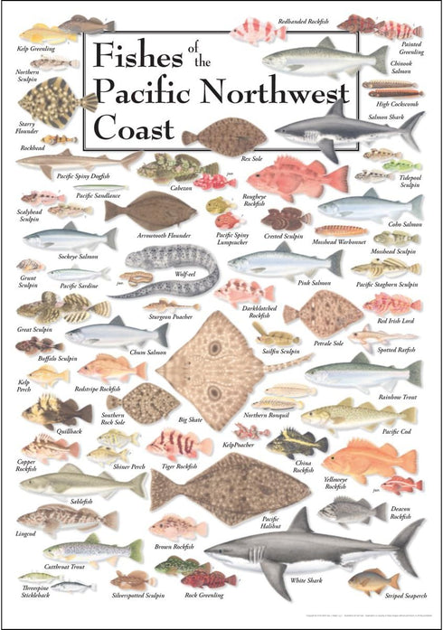 Earth Sky + Water Poster - Fishes of the Pacific Northwest Coast