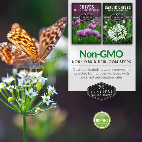 Common 2 Packets Chive Seed Collection - & Garlic Chives of Non-GMO Heirloom Open-Pollinated Herb Seed Varieties