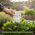 Bloomsdale Long Standing Spinach Seeds for Planting Heirloom Spinach Seeds for Home Gardens, Tender Baby Spinach