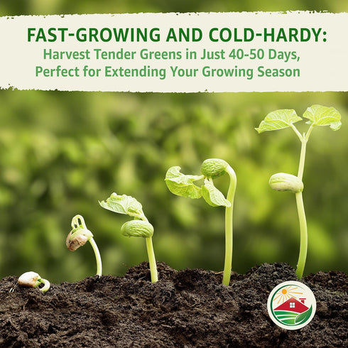 2 500+ TKE Farms & Gardens - Lacinato Kale Seeds for Planting, Grams, Heirloom Non-GMO Seeds - Dinosaur Kale, Tuscan